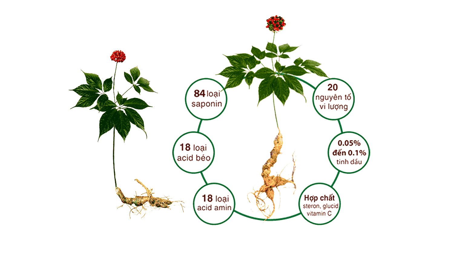 NGHIÊN CỨU PHÁT TRIỂN TRỒNG SÂM NGỌC LINH